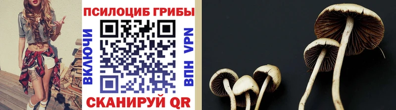 купить   Межгорье  Галлюциногенные грибы Cubensis 